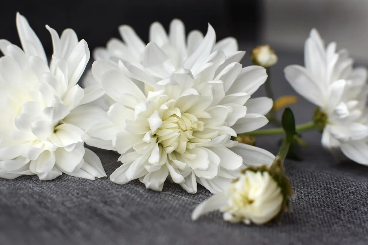 Seasonal Swap: How to Transition Your Home Decor from Summer to Fall
